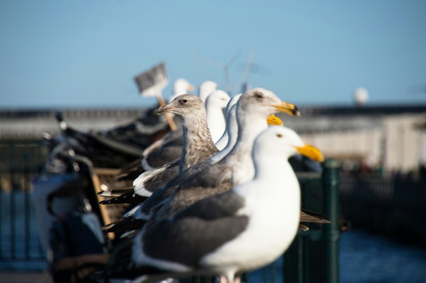 flock of white and gray seagulls