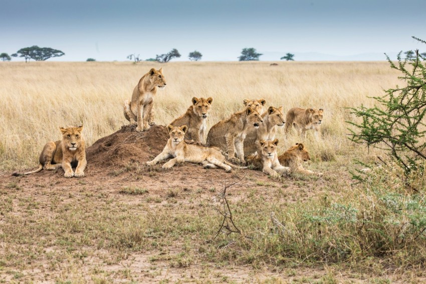 a group of lions in a field ssG