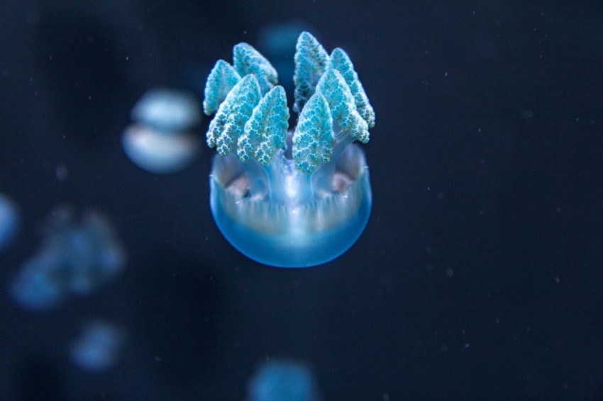 blue and white jellyfish in water