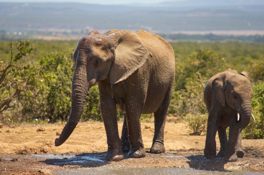 elephant with cub on field