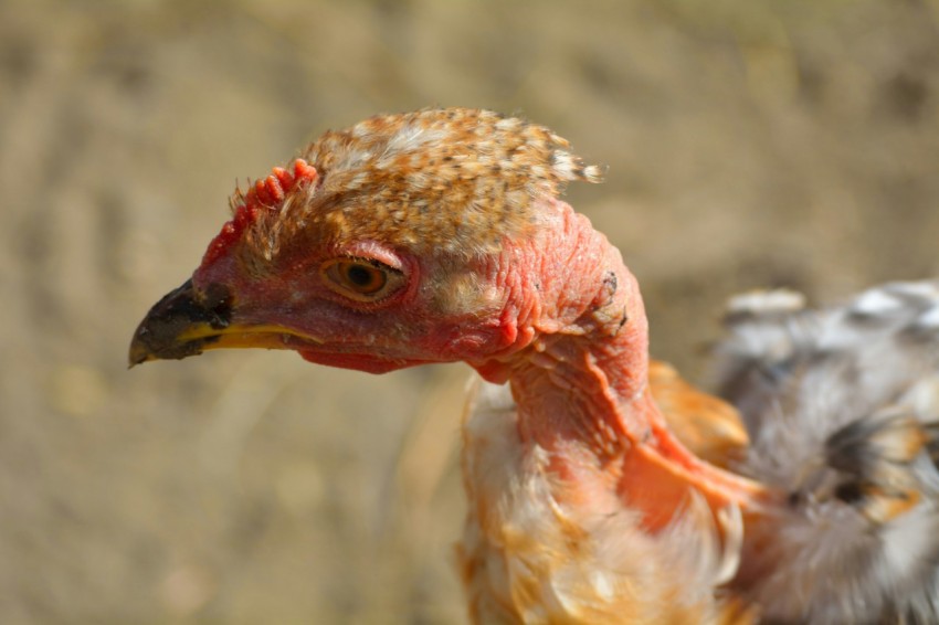 closeup photo of brown and gray naked neck chicken