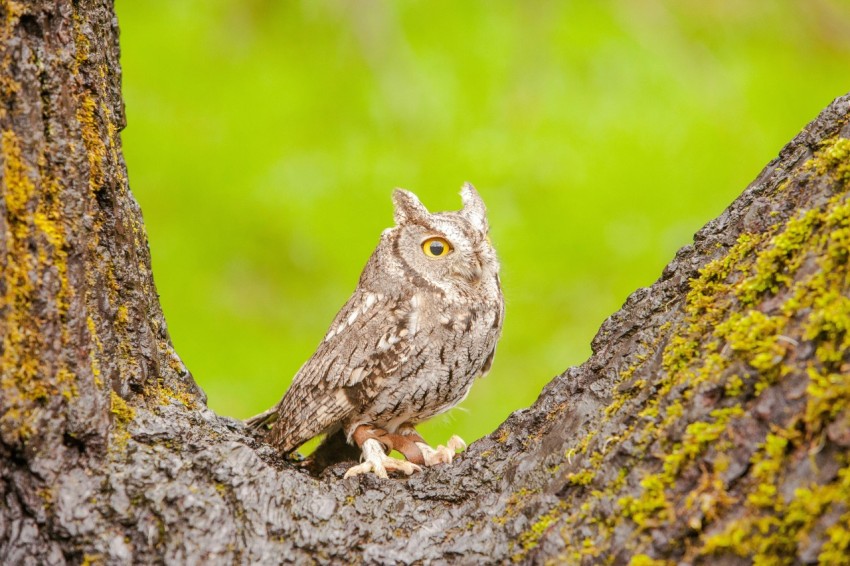 gray owl on tree