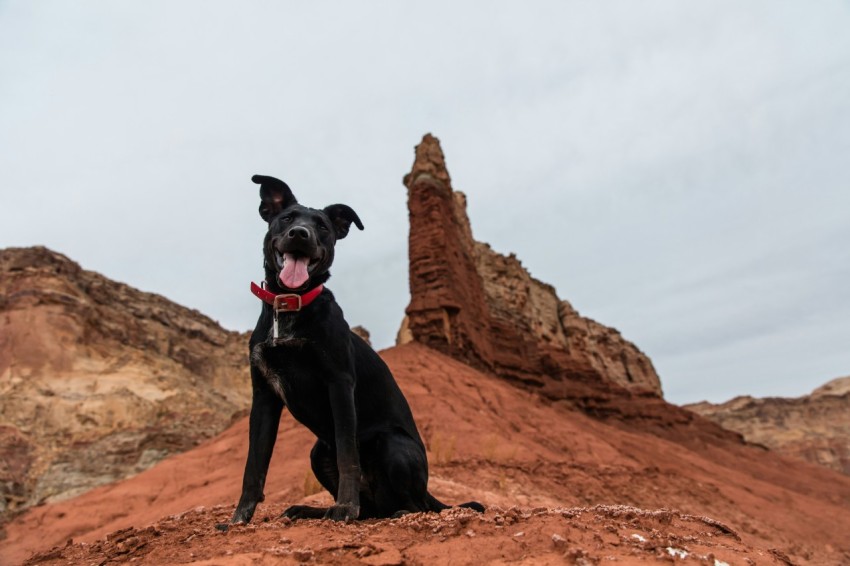 black dog sitting on ground near canyon during daytime