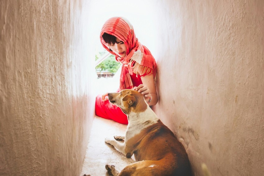 short coated tan and white dog close up photography