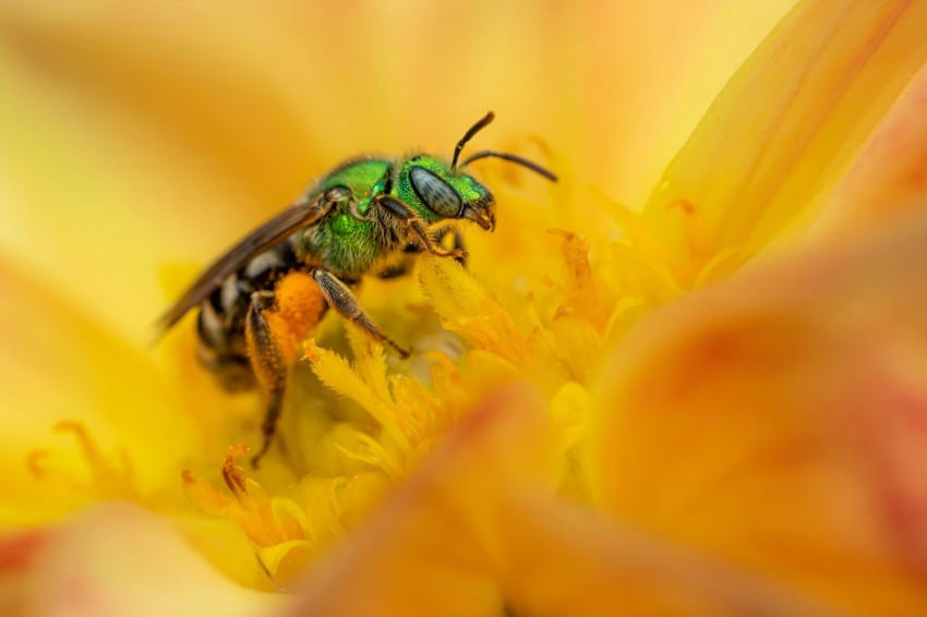 a bee on a flower