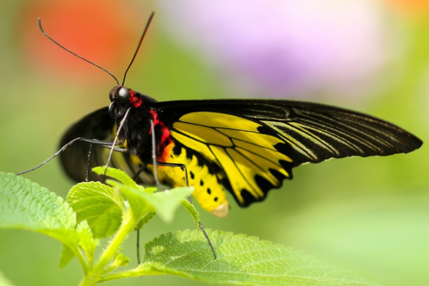 black and yellow butterfly on green leafed plant MUa1TL