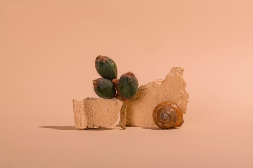 a snail sitting on top of a rock next to a cactus