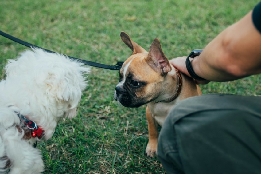 two dogs on grass field f1Y