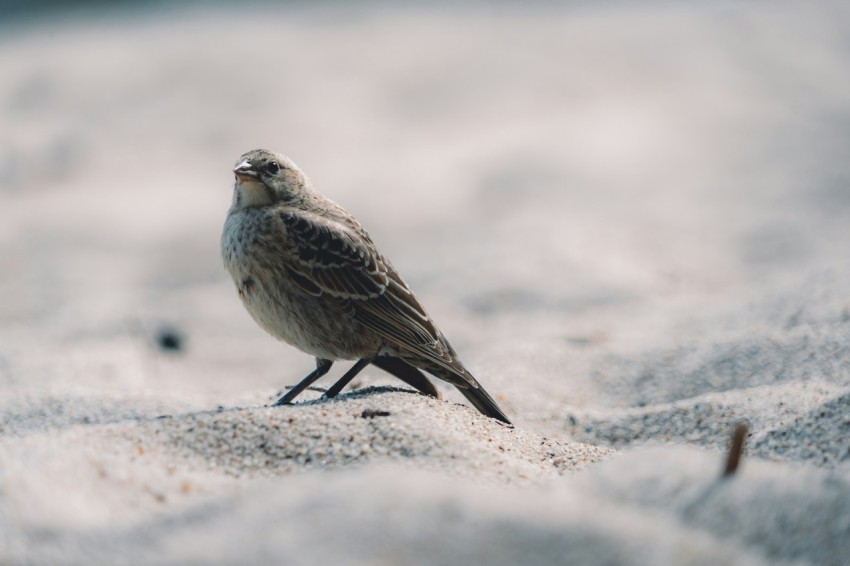 brown and white bird on gray sand during daytime 15V