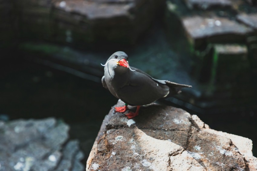 close up photo of black and gray bird