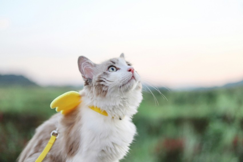 white and gray cat on yellow banana au7U