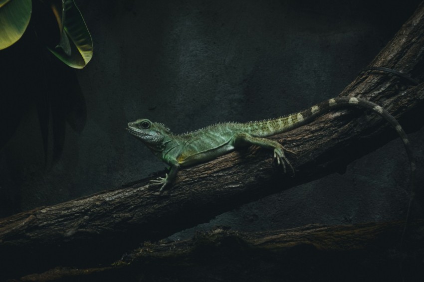 photo of lizard on tree branch