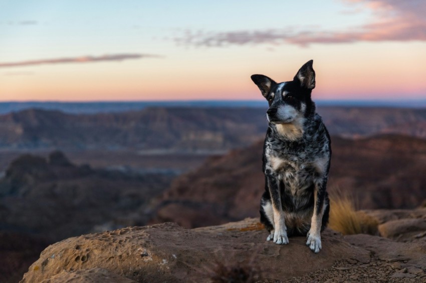 short coated black and white dog sitting on rock during daytime ccw 6Tp