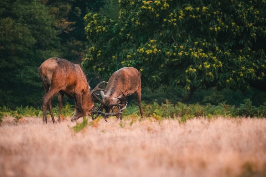 brown deer on green grass field during daytime