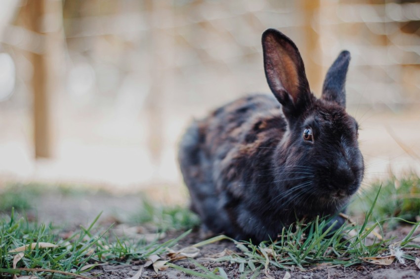 brown rabbit on green grass during daytime