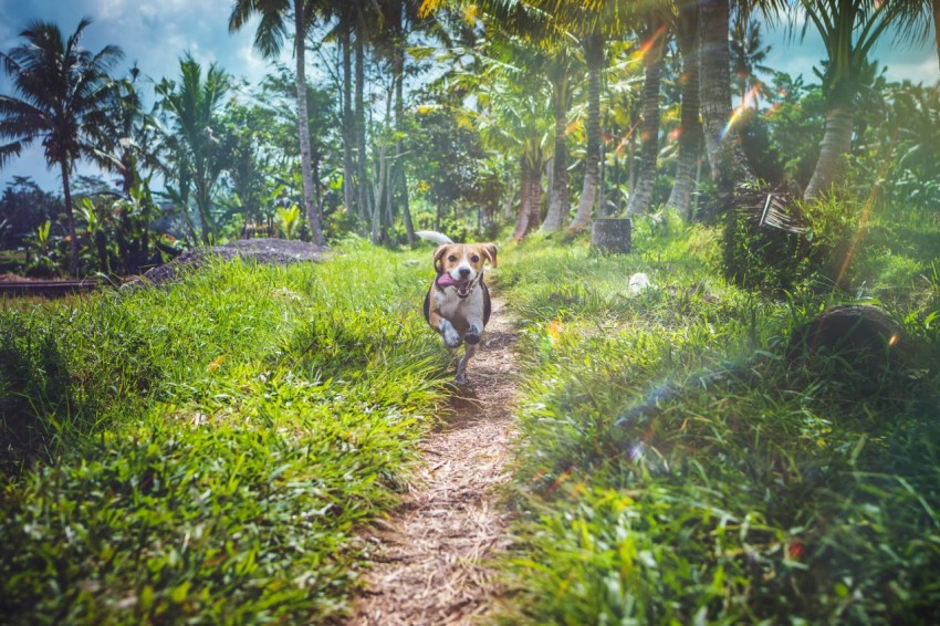 short caated dog running