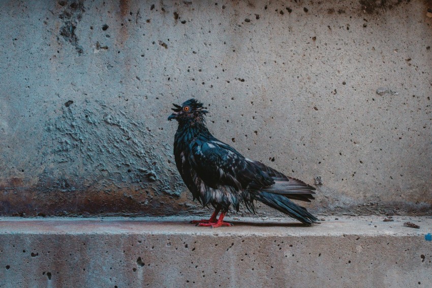 black and gray bird on concrete surface