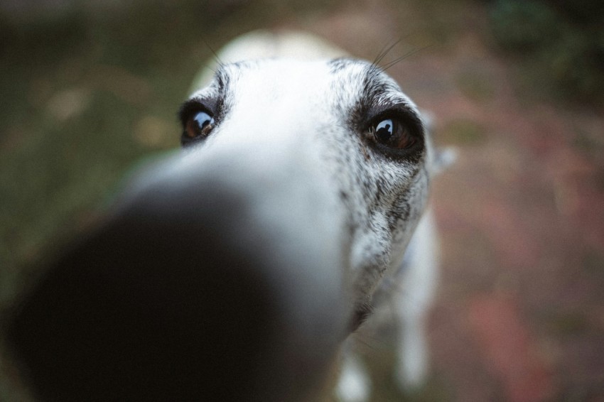 a close up of a dogs face with a blurry background