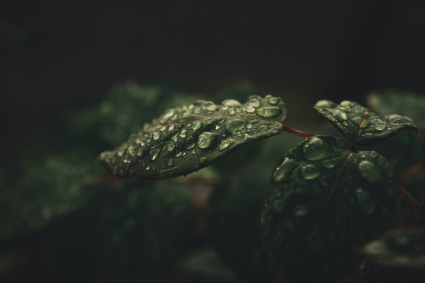 shallow focus photography of green leafed plant  3cTY