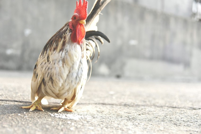 white and brown hen standing on gray concrete surface