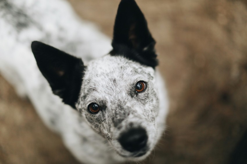 black and white short coated dog