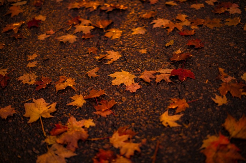 maple leaves on ground