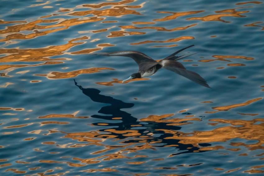 flying black and white bird above body of water