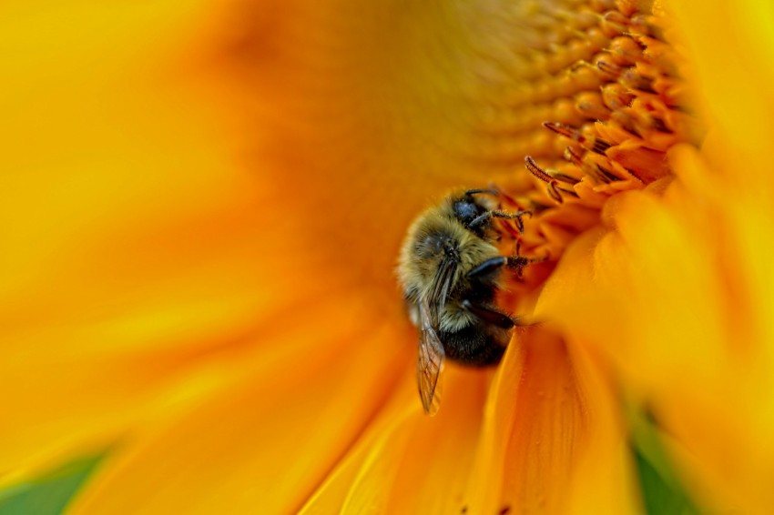 close up photography of wasp on sunflower