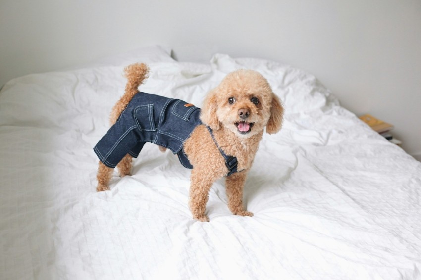 short coated tan dog wearing denim pants standing on bed