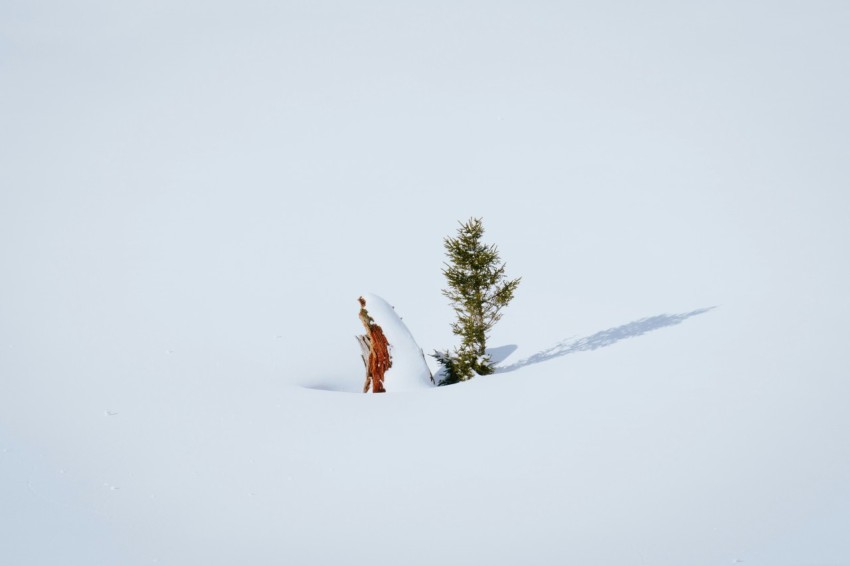 a person standing in the snow next to a tree