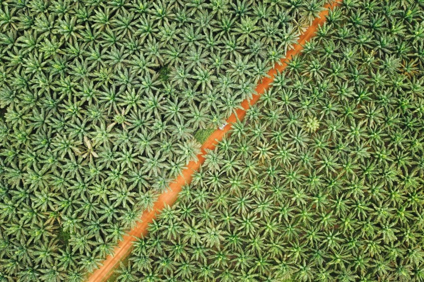 an aerial view of a field with a red line going through it