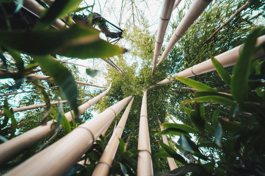 green leafed trees