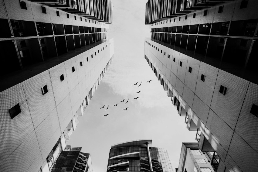 a black and white photo of birds flying in the sky _13JiK