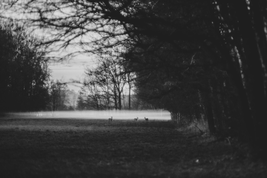 trees near a field grey scale photography