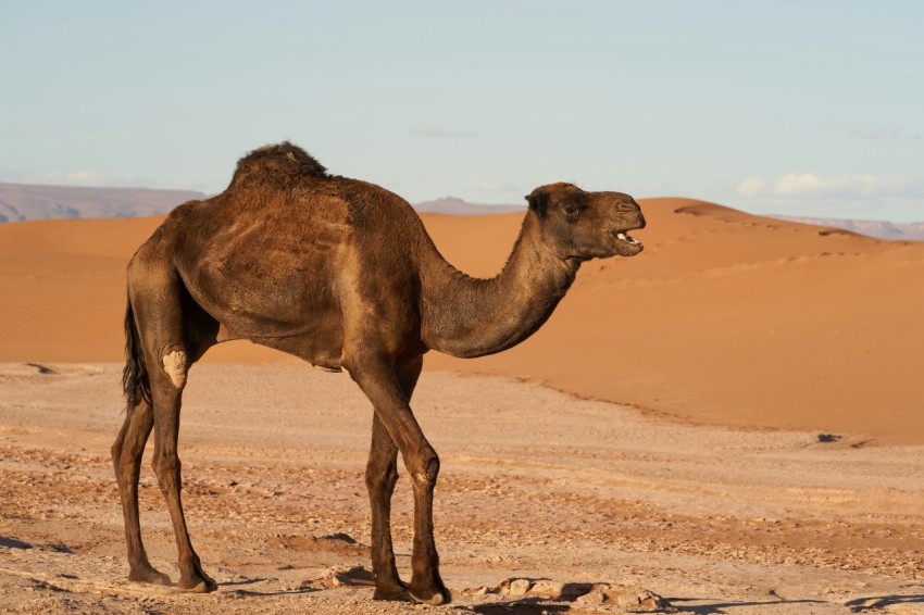 brown camel on brown sand during daytime