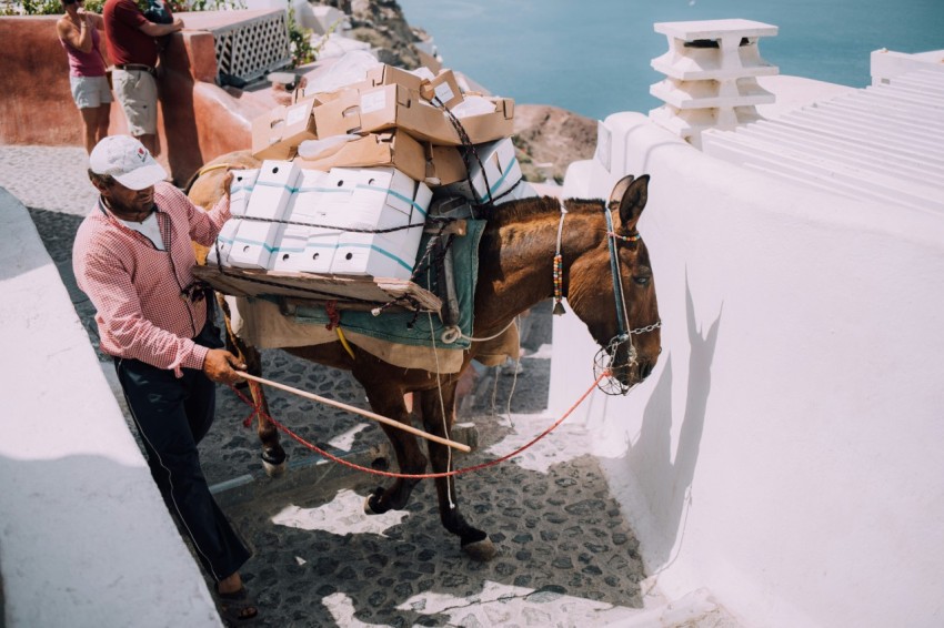 man holding horse chain CHAFV