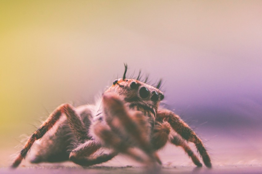 depth of field photography of spider mKksra0M