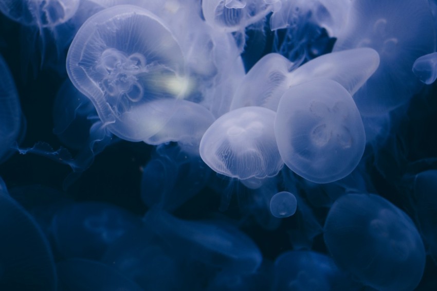 blue and white jellyfish in water