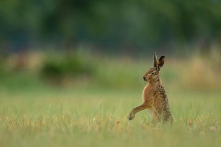 brown hare on green grass QVSiMZyx1