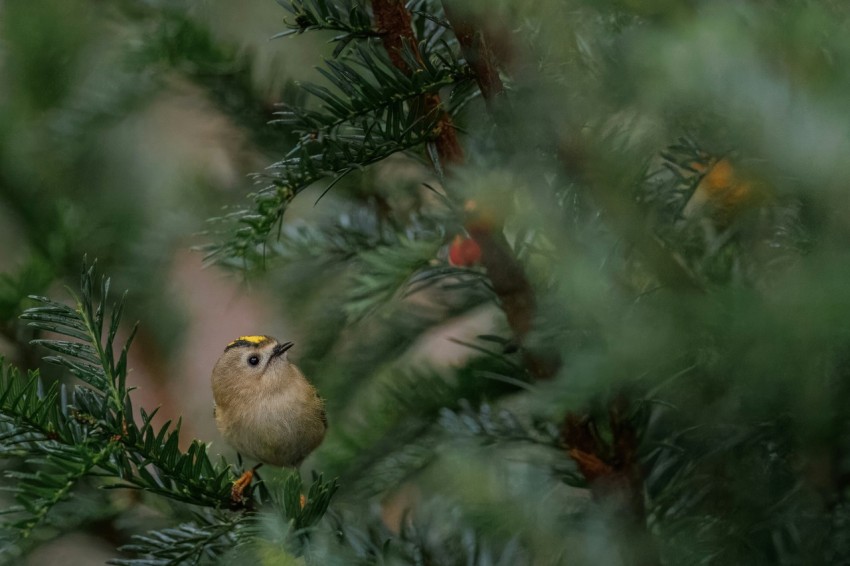 a small bird perched on top of a pine tree A