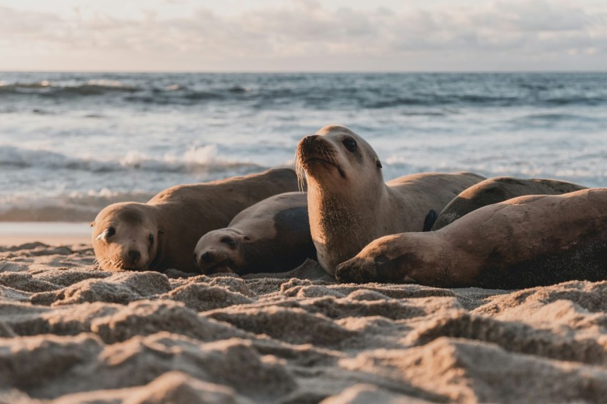 four brown seals in beach sZhsws7W4