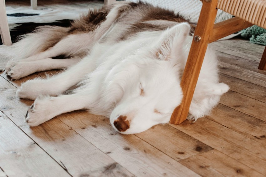 short coated white dog close up photography