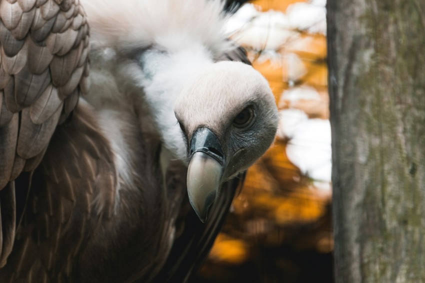 white and brown bird in close up photography