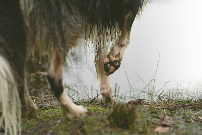 long coated black animal walking on grass E