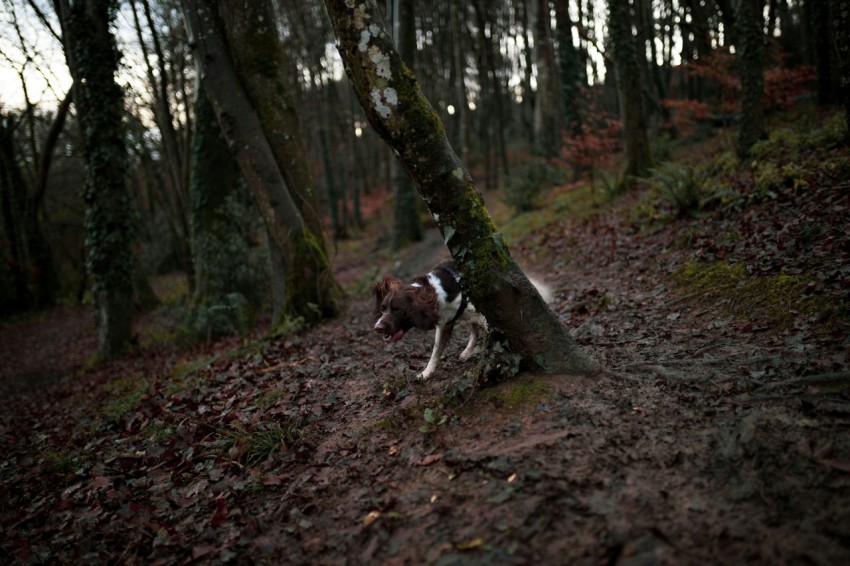 brown and white short coated dog walking on brown soil 5