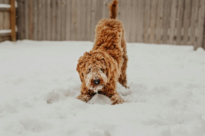 shallow focus photo of long coated brown dog