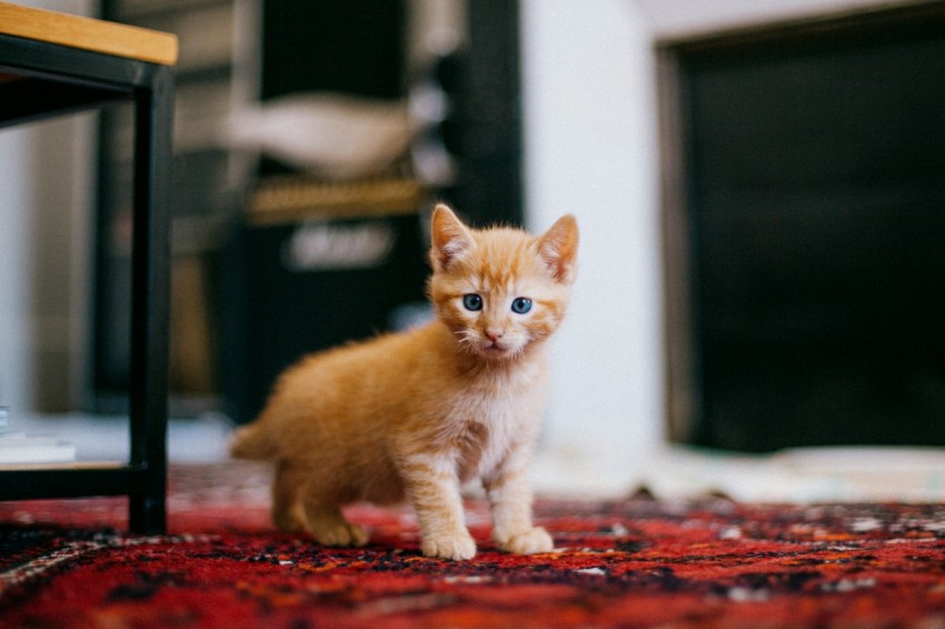 orange tabby cat on red floor jG