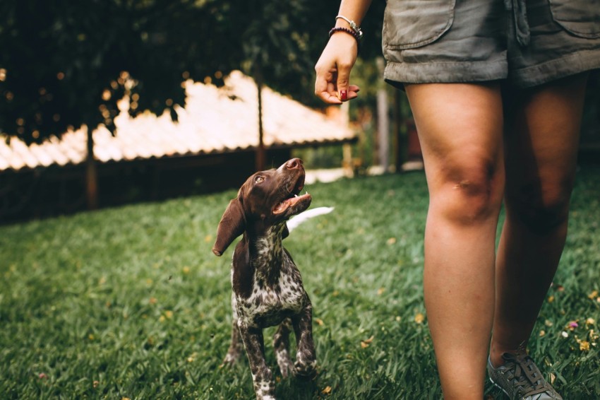 woman in black tank top holding brown and white short coated dog