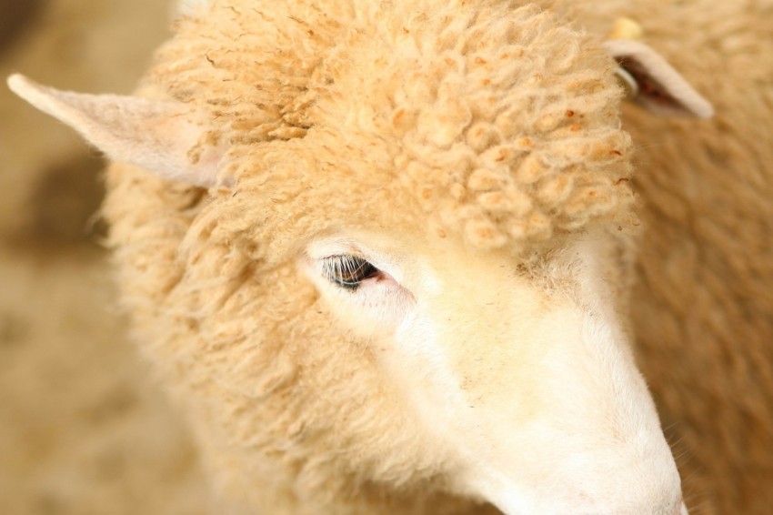 close up photo of sheep