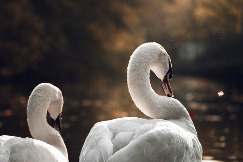 a couple of white swans sitting on top of a lake